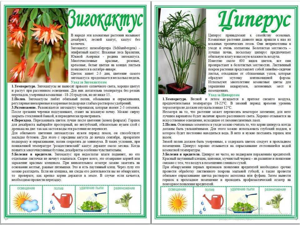 Пеперомия магнолиелистная: описание растения с фото, уход в домашних условиях, особенности цветения, способы размножения, а также болезни и вредителидача эксперт