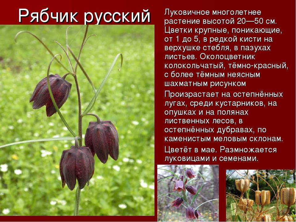 ᐉ цветок рябчик: разновидности и особенности размножения - roza-zanoza.ru
