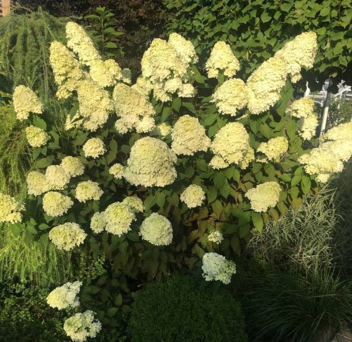 Гортензия метельчатая мэджикал монблан (hydrangea paniculata magical mont blanc): описание сорта, зимостойкость, посадка и уход, фото