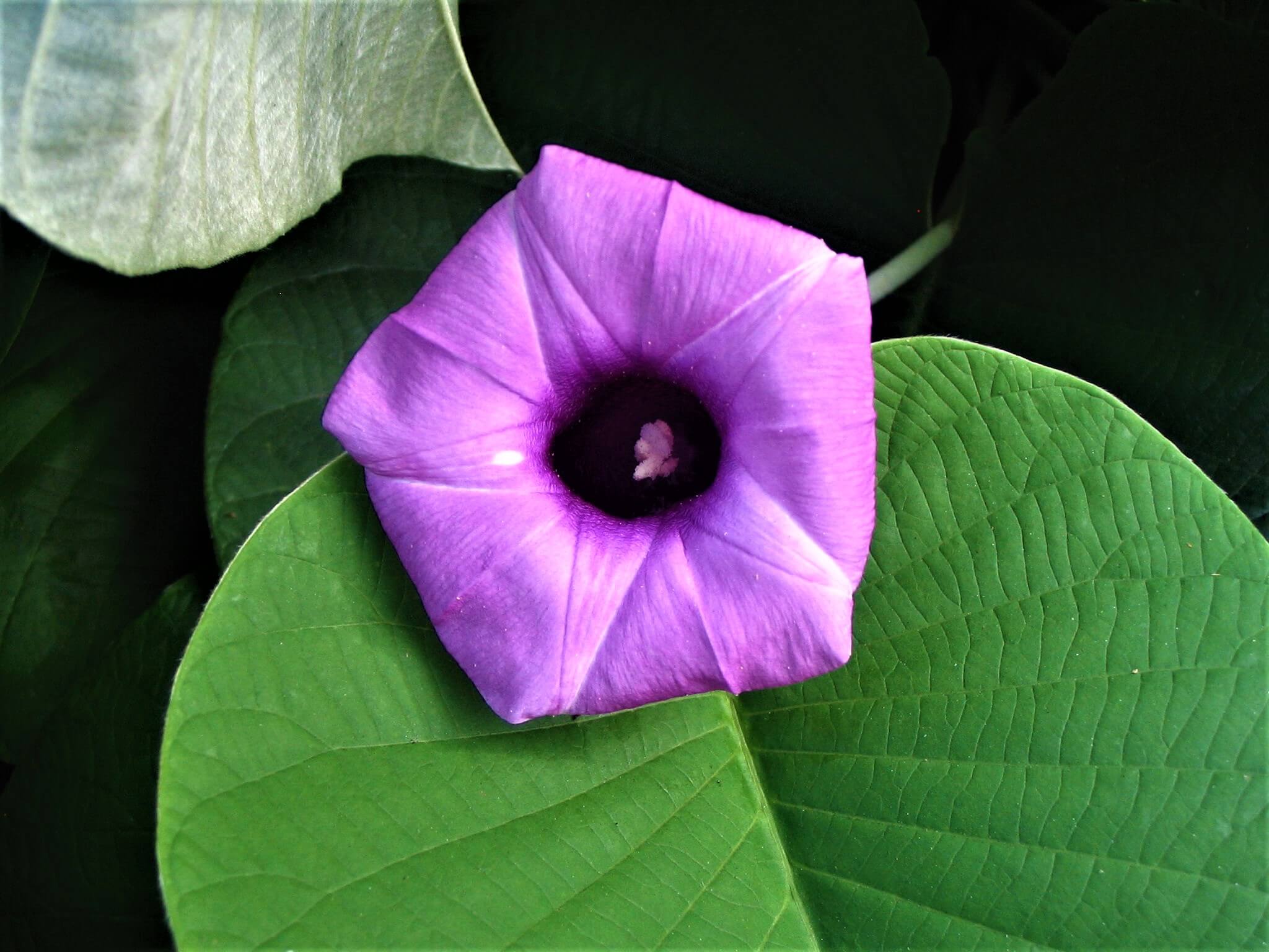 Описание гавайской розы: что это за многолетнее растение вида argyreia nervosa