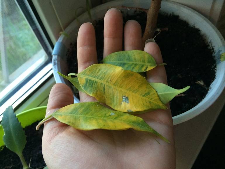Что делать, если желтеют листья у фикуса, а потом опадают