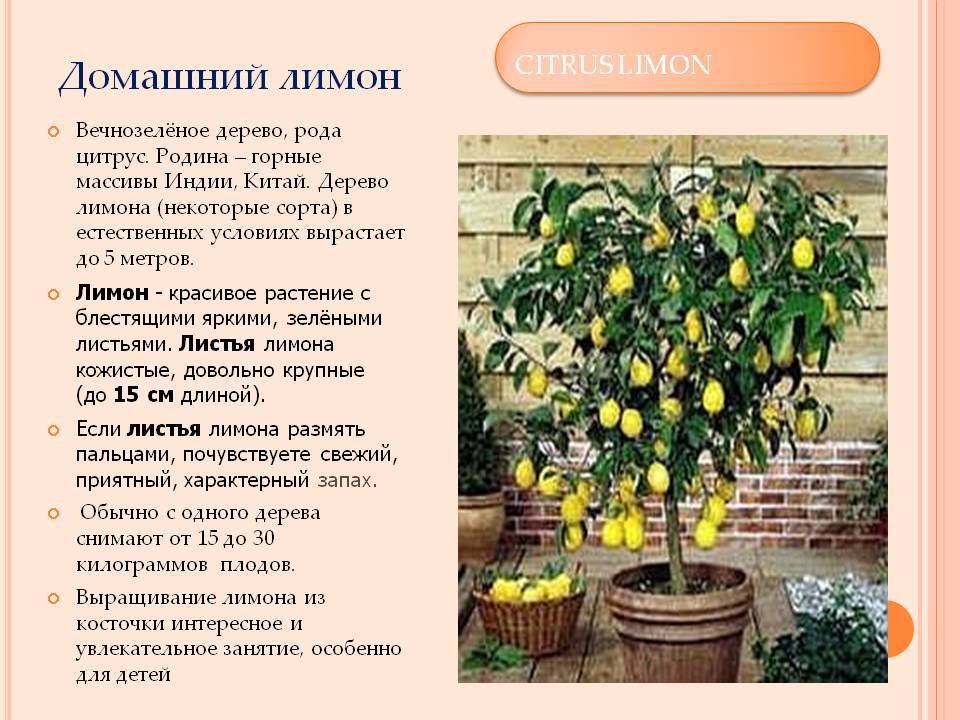 Лимонное дерево - 91 фото тропического вечнозеленого деревца