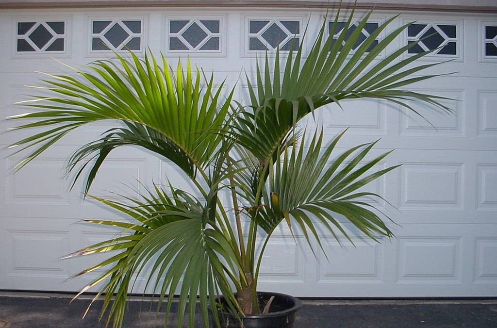Цветок ховея: важные моменты по уходу за тропической пальмой