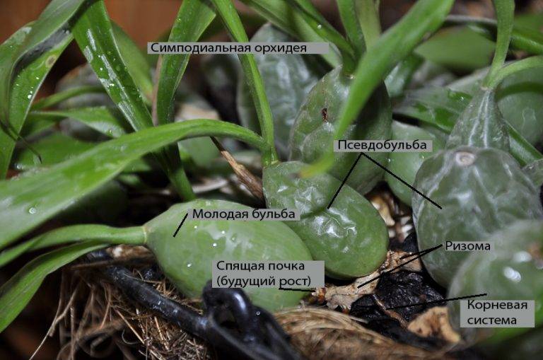 Назначение и внешний вид псевдобульбы у орхидеи