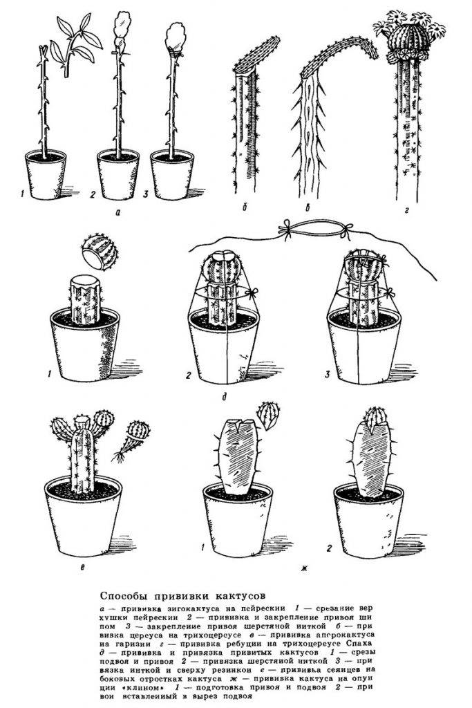 Какие методы размножения кактусов применяют в домашних условиях