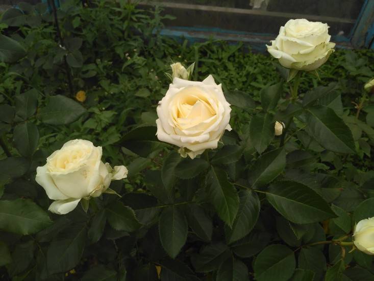 Аваланж роза - что за сорт, чем отличается, характеристики, правила выращивания