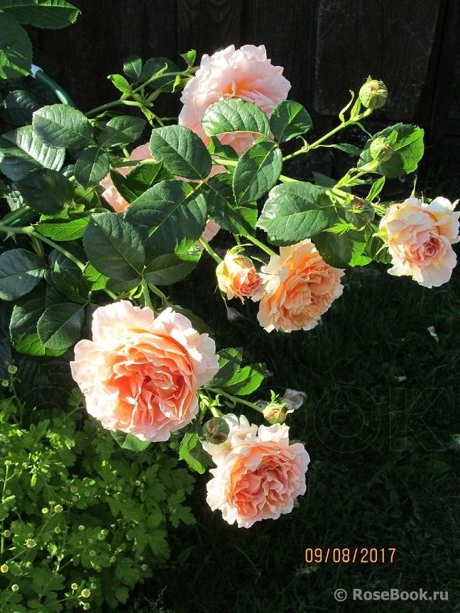 Роза полька: история, описание и характеристики сорта, отзывы садоводов + посадка, уход и применение в дизайне сада