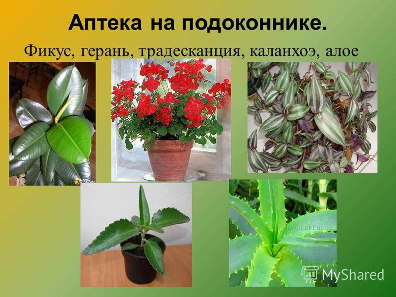 Аптека на подоконнике. как выращивать лекарственные растения дома