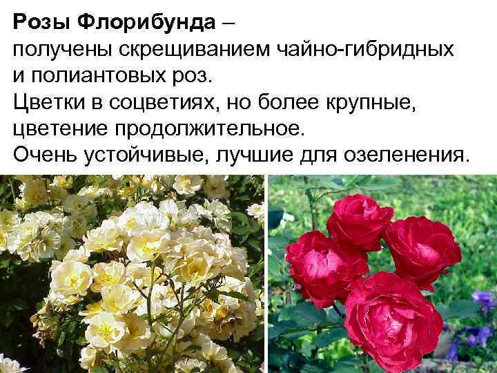 Парковая роза: описание, правила ухода, посадка и размножение, фото - sadovnikam.ru