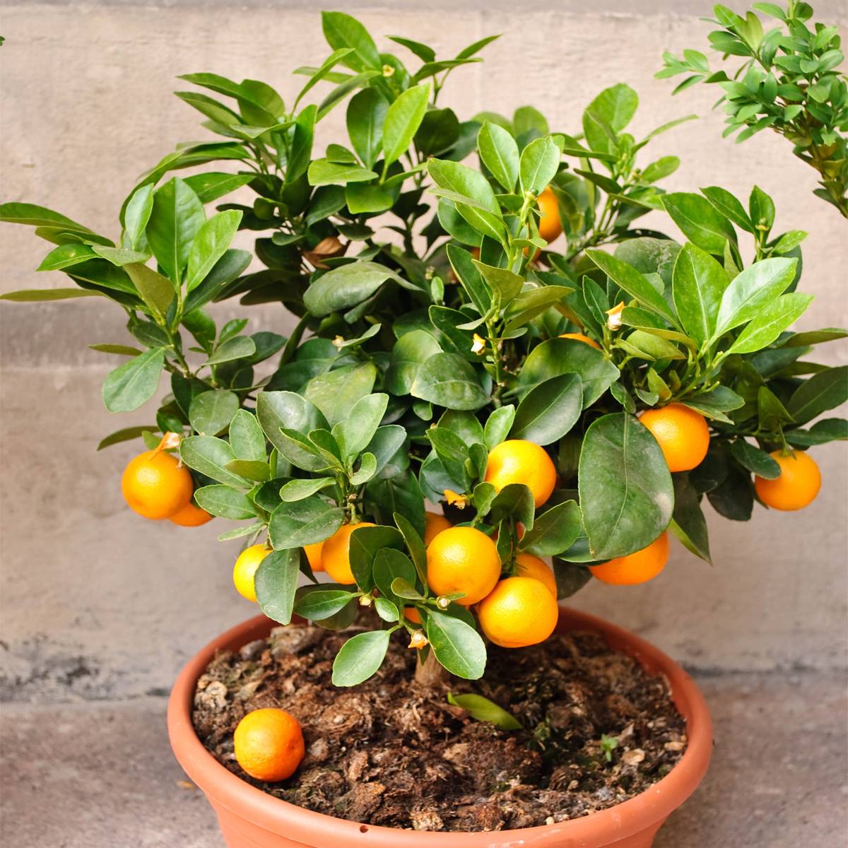 Апельсин: выращивание «китайского яблока»