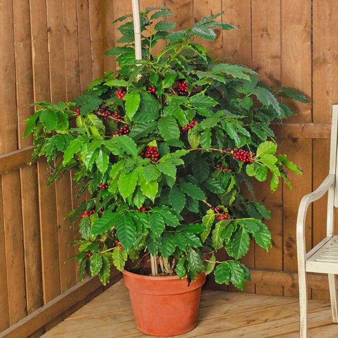 Выращивание и уход за кофейным деревом в домашних условиях: как вырастить кофе дома, фото и видео о том, как посадить растение и ухаживать за ним