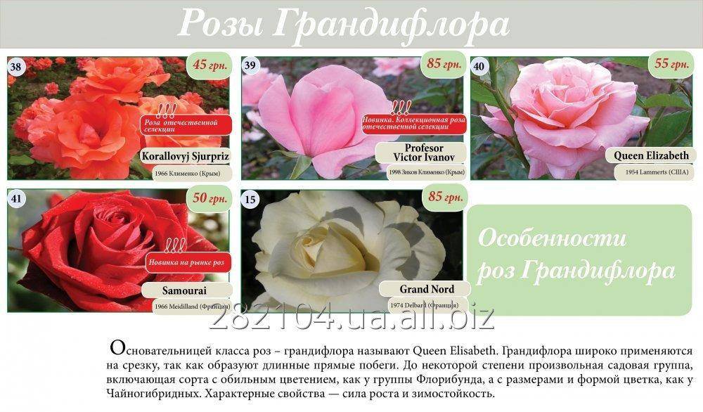 || розы грандифлора, сорта, фото, уход и размножение. когда сажать розы весной и как это сделать