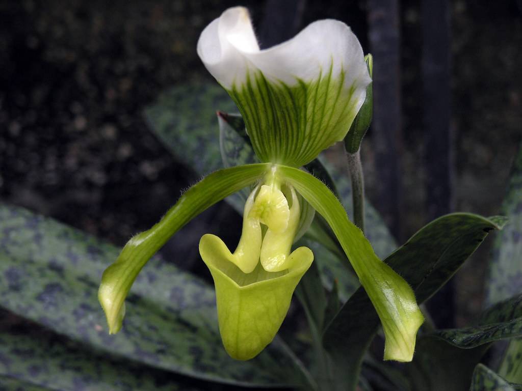 Как вырастить настоящие орхидеи в собственном саду: все о посадке венериных башмачоков или циприпедиумов
