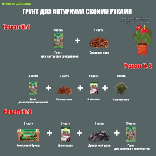 Комнатные растения: сезонные работы в феврале на supersadovnik.ru