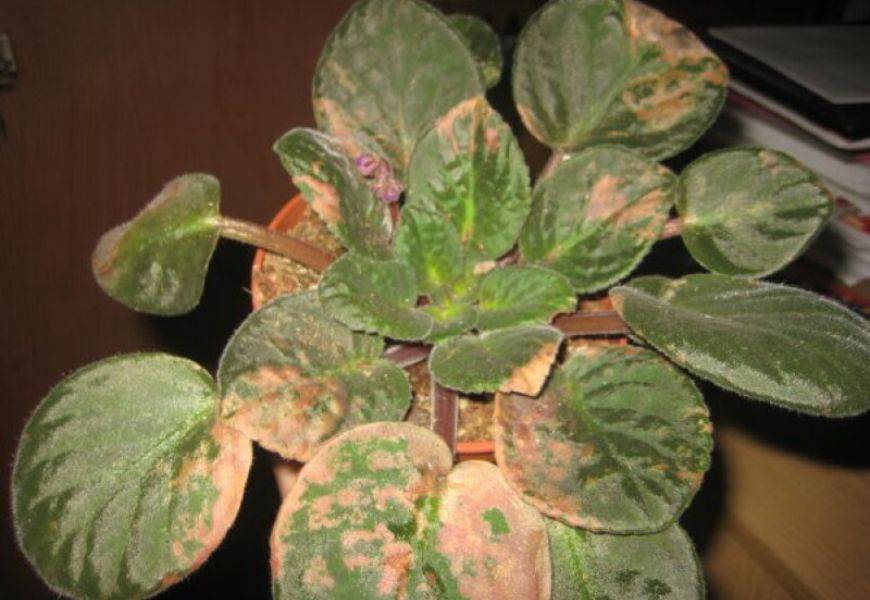 Самые главные причины, почему у фиалки желтеют листья: советы по восстановлению здоровья растения