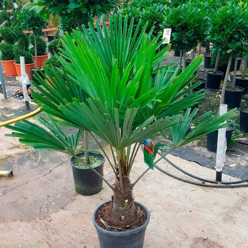 Хамеропс: фото пальмы, выращивание из семян, уход в домашних условиях