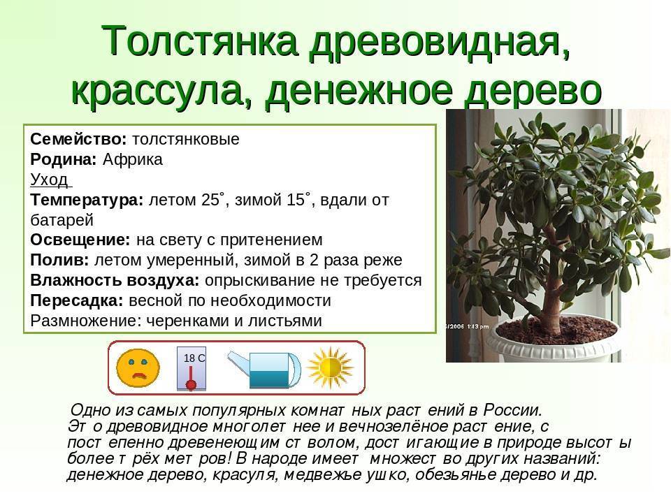 Уход за денежным деревом (толстянкой) в домашних условиях: гид, фото и пошаговые инструкции