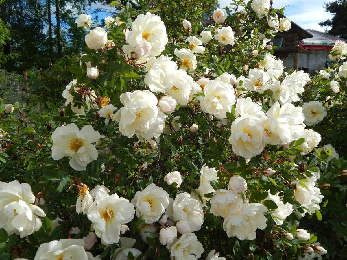 Канадская парковая роза: особенности роз и их достоинства