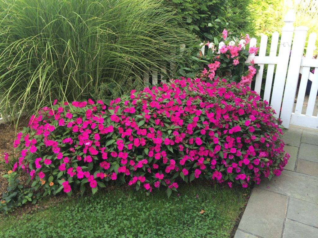 Декоративные кустарники: морозостойкие, многолетние, красивые, низкие для сада и дачи, цветущие все лето розовыми и желтыми цветами
 - 24 фото