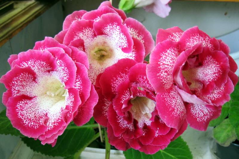 Глоксиния уход и выращивание в домашних условиях, фото цветка