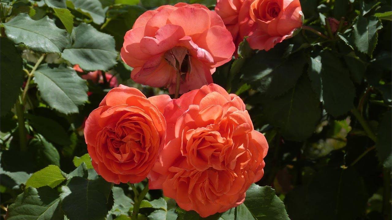Описание сортов розы «эмильен гийо»