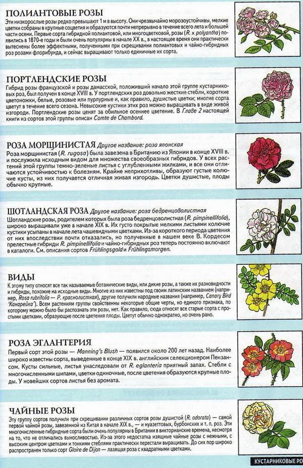✅ роза талея: фото и описание, выращивание, посадка и уход в открытом грунте - tehnoyug.com
