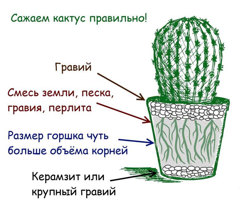 Как ухаживать за кактусом в домашних условиях: полив, пересадка, размножение
