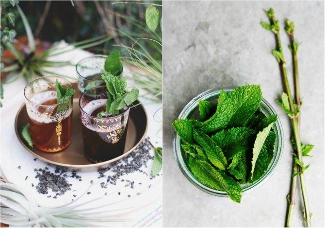 Мята: как сушить правильно в домашних условиях на зиму для чая, когда можно, до цветения или после, как сохранить листья мелиссы, лучше в духовке или электросушилке?