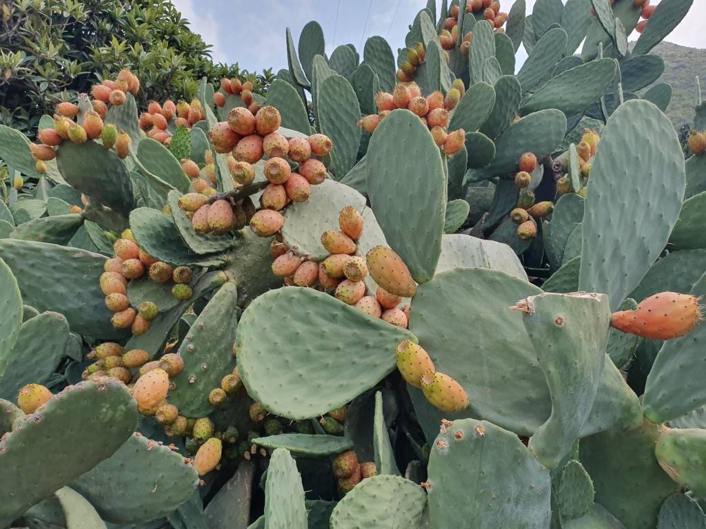 Съедобные плоды кактуса (опунция инжирная) — что это такое и как есть фиги?