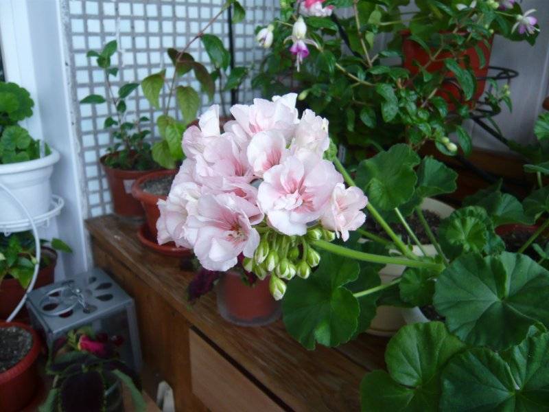 Яркая красавица пеларгония розебудная: правила ухода и самые популярные сорта с описанием и фото