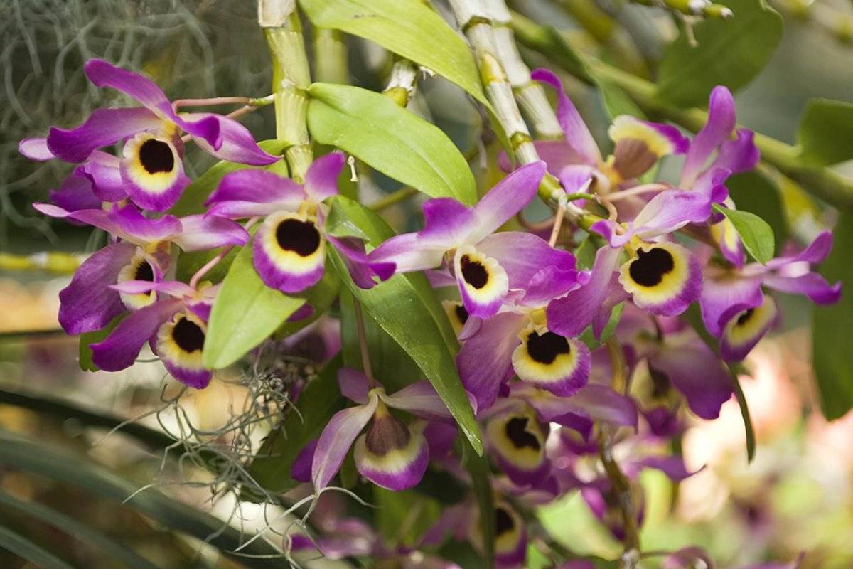 Дендробиум (фото видов орхидеи): размножение и пересадка, уход за комнатным растением