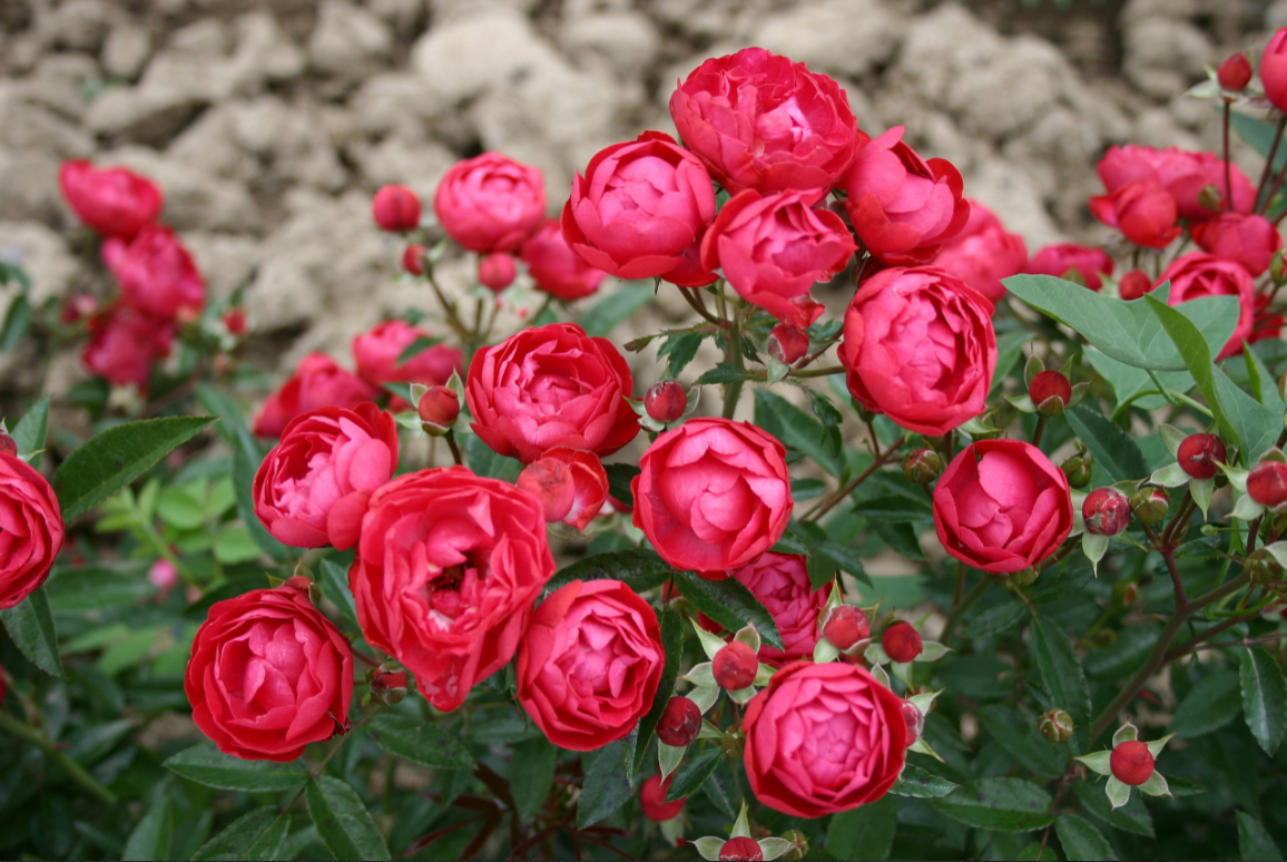 Роза полиантовая – посадка и уход в открытом грунте. выращивание полиантовой розы из семян. описание, виды. фото