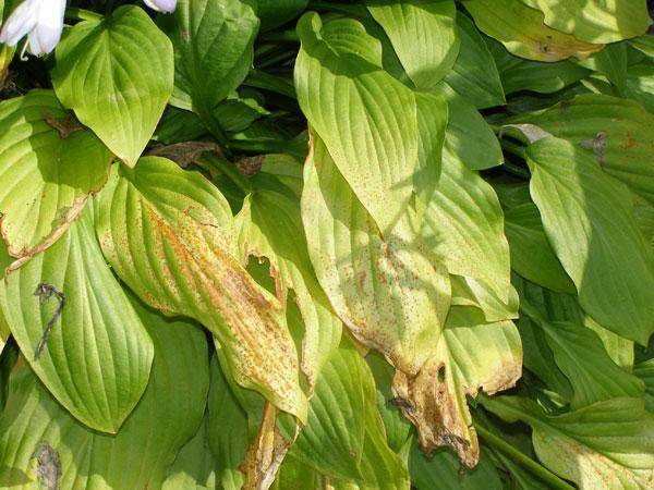 Почему желтеют листья у хосты и как ей помочь - садоводство для начинающих