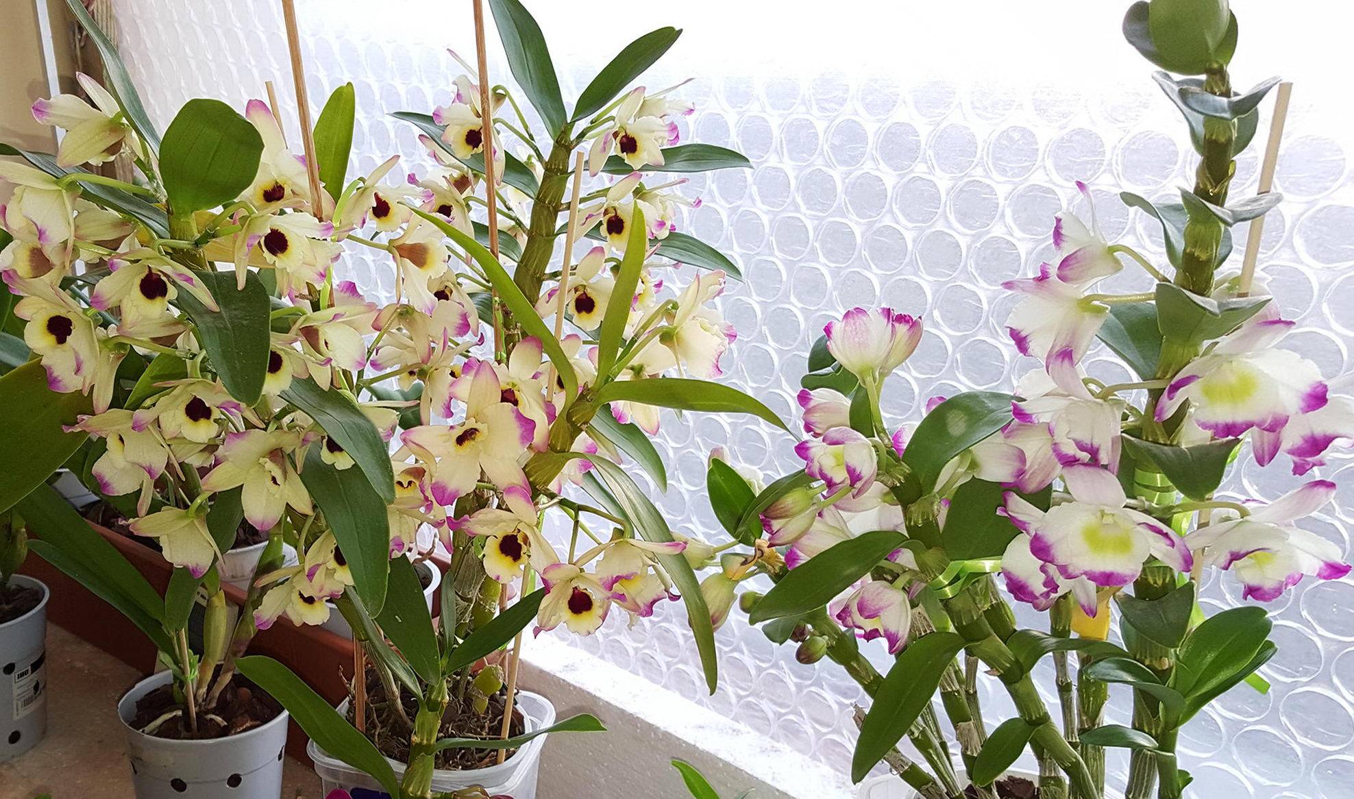 Дендробиум: уход в домашних условиях, разновидности цветка, имеющие белую и иную окраску, и как поливать и ухаживать за орхидеей после покупки?
