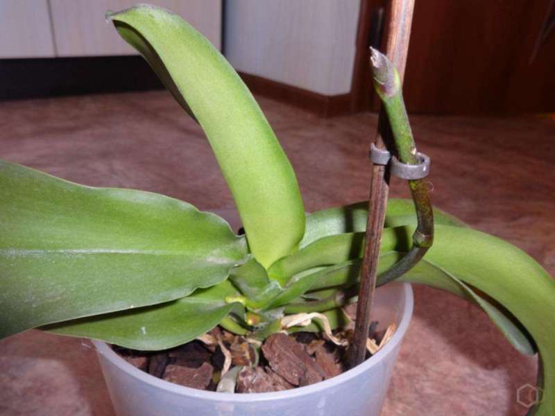 Фаленопсис отцветает, что делать дальше со стрелкой орхидеи, когда обрезать, как обеспечить правильный уход за растением в домашних условиях после распускания? selo.guru — интернет портал о сельском х