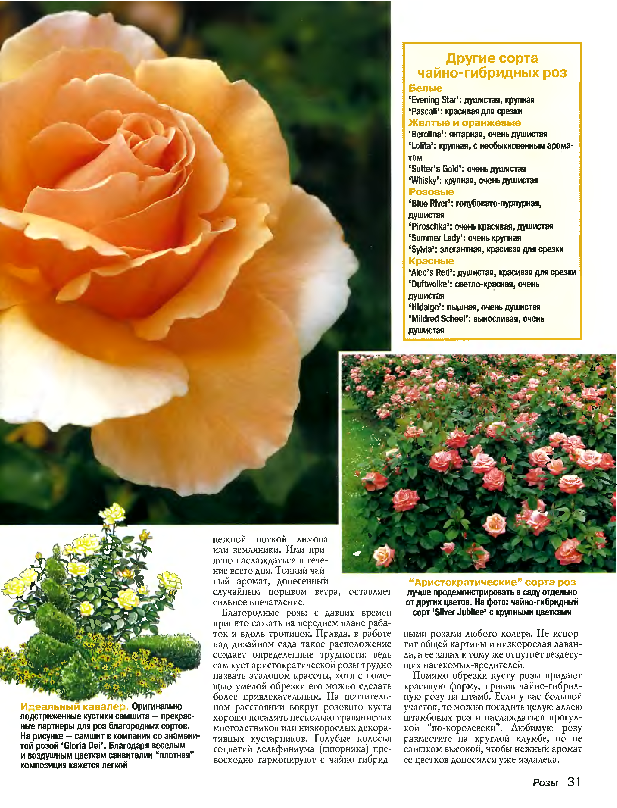 Кордес бриллиант - описание сорта розы, яркая деталь, условия выращивания