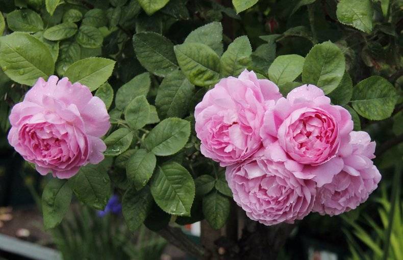 Английские розы — история, характеристика, сорта, уход и посадка