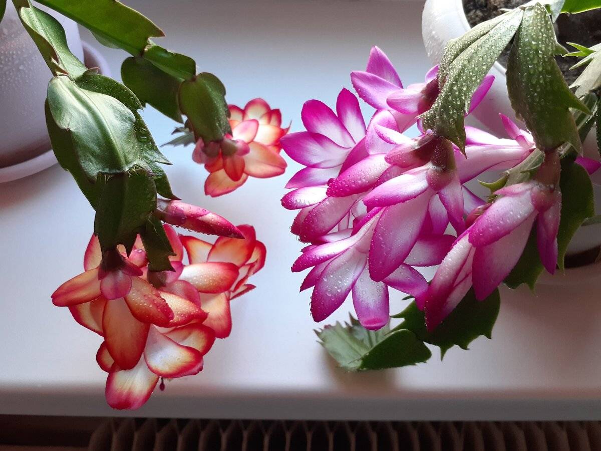 Цветок декабрист: популярные сорта и секреты ухода в  домашних условиях