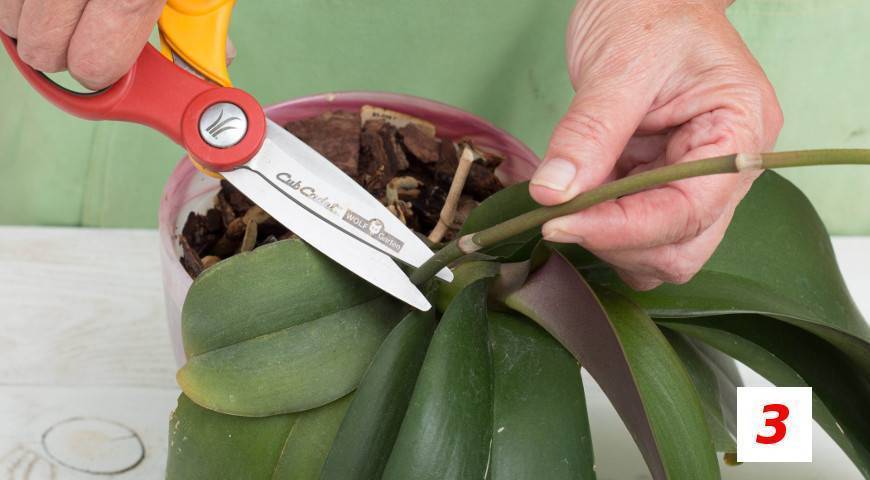 Орхидея фаленопсис: размножение и уход. размножение орхидеи детками
