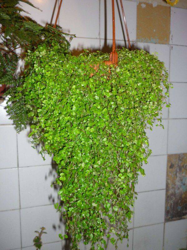 Комнатное растение солейролия: фото, посадка и уход