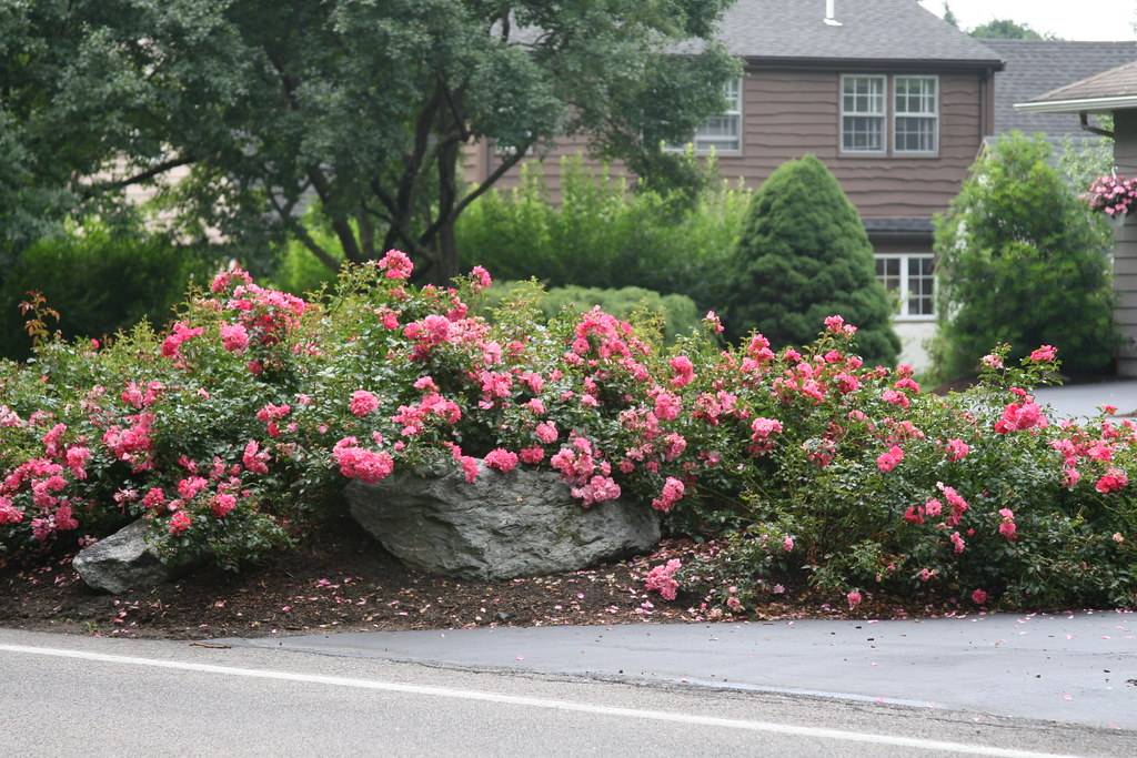 Бордюрные розы: особенности посадки и ухода в саду