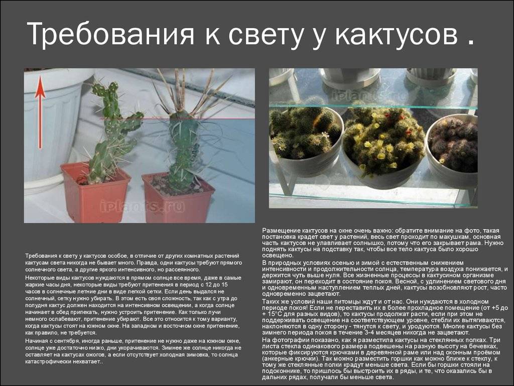 Земля для кактусов: как сделать грунт в домашних условиях своими руками
