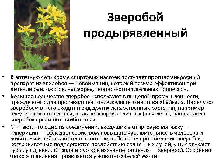 Трава зверобой: лечебные свойства для женщин, народные рецепты, описание и правила сбора - sadovnikam.ru