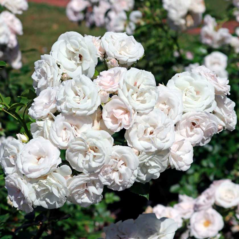 Роза аспирин: универсальное растение для сада
