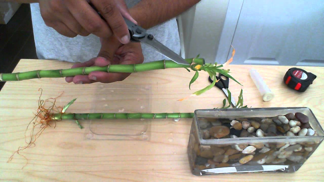Как размножить бамбук: способы размножения, нюансы посадки, выращивание и рекомендации по уходу - sadovnikam.ru