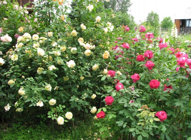 Роза остина «пилигрим»:  фото и отзывы, особенности выращивания и ухода