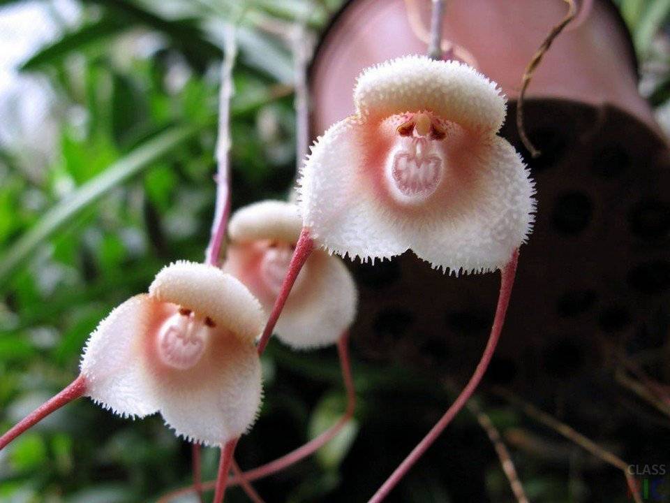 Описание и уход за орхидеей дракула или обезьянья мордочка | сортовед