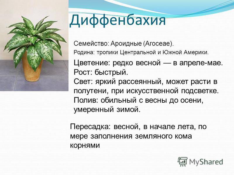 ᐉ семейство ароидных растений: список, описание, роды и виды - roza-zanoza.ru