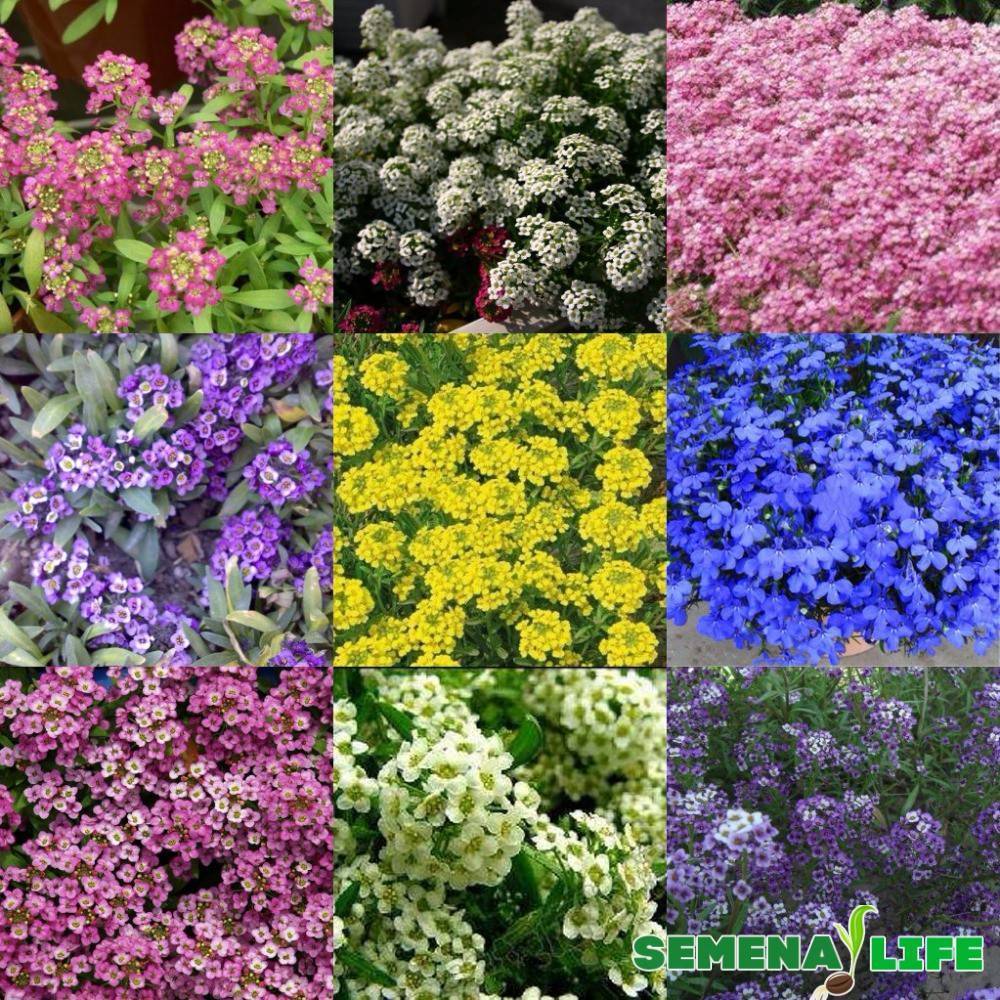 Цветы алиссум : всё, что нужно знать о посадке, выращивании и уходе 50+ фото