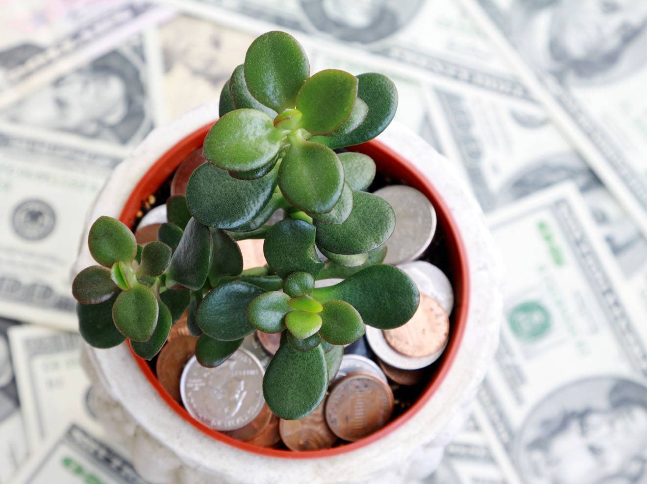 10 комнатных растений на удачу, деньги и семейное счастье